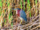 Greenback Heron